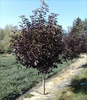 Schubert Choke Cherry
